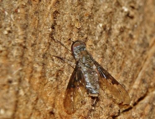 Réf. 334 381 : Anthrax trifasciatus